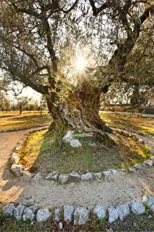 Images Dated 16th May 2012: Italy, Umbria, Perugia district, Giano dell Umbria. Ancient Olive Tree