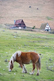 Italy, Umbria, Sibillini mountains, Horse in the field