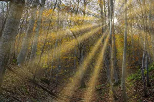 Apennines Prints: Italy, Umbria, Sibillini Mountains National Park, Gorge Infernaccio in Autumn