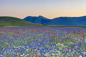 Norcia Prints: Italy, Umbria, Sunset in Castelluccio di Norcia during flowering
