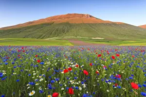 Plants Prints: Italy, Umbria, Sunset in Castelluccio di Norcia during flowering
