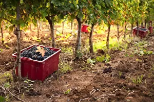 Images Dated 23rd January 2012: Italy, Umbria, Terni district, Giove, Grape harvest in Sandonna winery