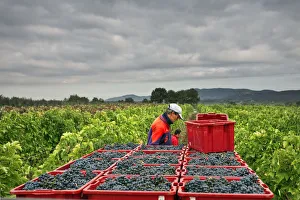 Italy, Umbria, Terni district, Giove, Grape harvest