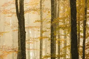 Orange Gallery: Italy, Veneto, beech trees