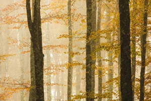 Orange Gallery: Italy, Veneto, beech trees