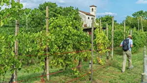 Grape Prints: Italy, Veneto. Hiking in the Prosecco hills near to Valdobbiadene