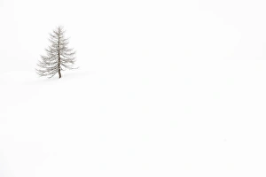 Belluno District Prints: Italy, Veneto, larch isolated in white snow