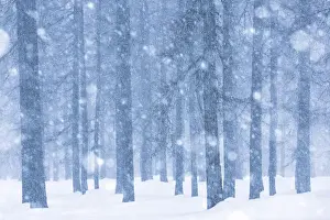 Cold Prints: Italy, Veneto, Magic atmosphere on larch trees under an heavy snowfall