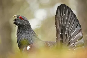 Bird Collection: Italy, Veneto, Portrait of a Capercaillie (Wood Grouse)