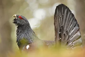Belluno District Prints: Italy, Veneto, Portrait of a Capercaillie (Wood Grouse)