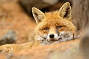 Italy, Veneto, portrait of red fox