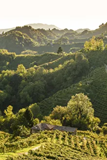 Italy, Veneto. Prosecco Road. Treviso district