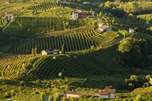 Images Dated 7th February 2019: Italy, Veneto. Prosecco Road. Treviso district. Follo, vineyards of Prosecco