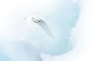 Arctic Ocean Prints: An ivory gull (Pagophila eburnea) in Northen Spitsbergen, Svalbard