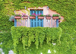 Geraniums Prints: Ivy-covered Balcony, Castiglione della Pescaia, Tucany, Italy