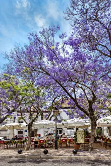 Faro Prints: Jacaranda trees, Praca Ferreira de Almeida, Faro, Algarve, Portugal