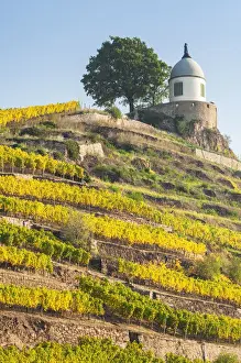 Viniculture Prints: Jacobstein vineyard pavilion at Wackerbarth castle in autumn, , Radebeul, Elbe valley