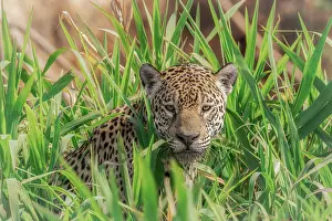 Mato Grosso Prints: Jaguar in the high grass (panthera onca) in Pantanal Matogrossense, Rio Cuaiba, Brazil