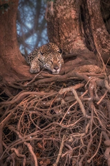 Big Cat Prints: Jaguar (panthera onca) in Pantanal Matogrossense, Rio Cuaiba, Brazil