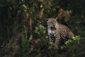 Mato Grosso Prints: Jaguar (panthera onca) in Pantanal Matogrossense, Rio Cuaiba, Brazil