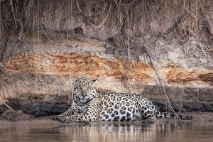 Mato Grosso Prints: Jaguar (panthera onca) in Pantanal Matogrossense, Rio Cuaiba, Brazil