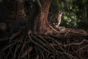 Big Cat Prints: Jaguar (panthera onca) in Pantanal Matogrossense, Rio Cuaiba, Brazil