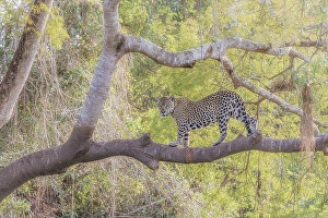 Mato Grosso Prints: Jaguar (panthera onca) in Pantanal Matogrossense, Rio Cuaiba, Brazil