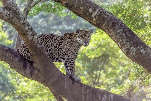 Jaguar (panthera onca) in Pantanal Matogrossense, Rio Cuaiba, Brazil