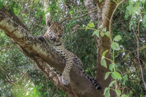 Jaguar (panthera onca) in Pantanal Matogrossense, Rio Cuaiba, Brazil