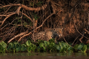 Mato Grosso Prints: Jaguar (panthera onca) in Pantanal Matogrossense, Rio Cuaiba, Brazil