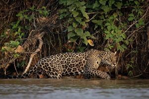 Jaguar (panthera onca) in Pantanal Matogrossense, Rio Cuaiba, Brazil