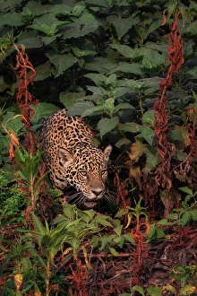 Mato Grosso Prints: Jaguar (panthera onca) in Pantanal Matogrossense, Rio Cuaiba, Brazil