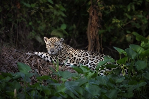 Big Cat Prints: Jaguar (panthera onca) in Pantanal Matogrossense, Rio Cuaiba, Brazil