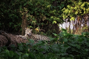 Mato Grosso Prints: Jaguar (panthera onca) in Pantanal Matogrossense, Rio Cuaiba, Brazil
