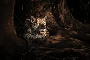 Jaguar portrait (panthera onca) in Pantanal Matogrossense, Rio Cuaiba, Brazil