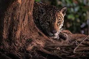 Mato Grosso Prints: Jaguar portrait (panthera onca) in Pantanal Matogrossense, Rio Cuaiba, Brazil