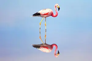Atacama Prints: A James flamingo (Phoenicoparrus jamesi) reflected in the Laguna Chaxa waters