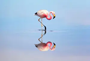 Atacama Prints: A James flamingo (Phoenicoparrus jamesi) reflected in the Laguna Chaxa waters