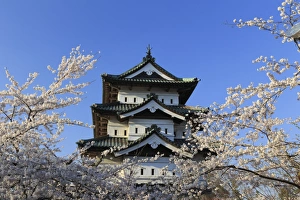 Japan, Aomori Prefecture, Hirosaki, Hirosaki Jo Castle and cherry trees