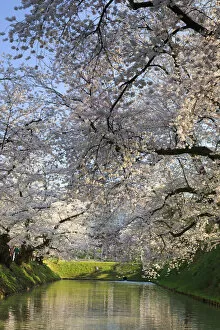Japan, Aomori Prefecture, Hirosaki, Cherry trees