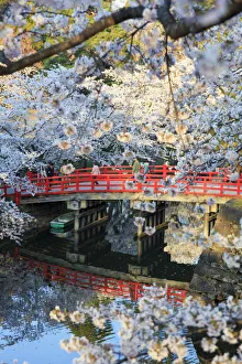 Japan, Aomori Prefecture, Hirosaki, Cherry trees
