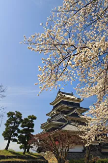 Japan, Chubu province, Matsumoto, Matsumoto Jo Castle and Cherry Trees
