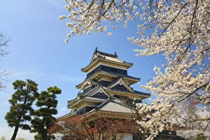 Japan, Chubu province, Matsumoto, Matsumoto Jo Castle and Cherry Trees