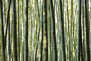 Kyoto Gallery: Japan, Chubu Region, Kyoto, Arashiyama. Close up of a bamboo forest