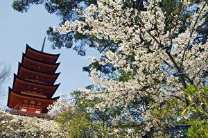 C Ulture Gallery: Japan, Honshu Island, Hiroshima Prefecture, Miyajima Island