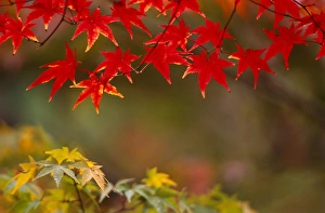 Japan, Honshu Island, Kyoto