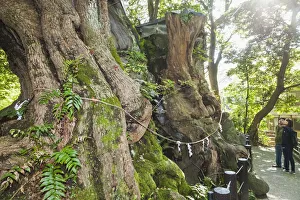 Japan, Honshu, Shizuoka Prefecture, Atami, Kinomiya Shrine, The 2000 year old Great