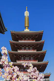 Images Dated 11th July 2019: Japan, Honshu, Tokyo, Asakusa, Sensoji Temple, Five-story Pagoda and Cherry Blossom