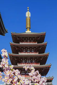 Japan, Honshu, Tokyo, Asakusa, Sensoji Temple, Five-story Pagoda and Cherry Blossom