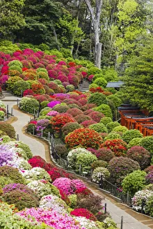 Bloom Prints: Japan, Honshu, Tokyo, Bunkyo-ku, Nezu Shrine, The Azalea Garden
